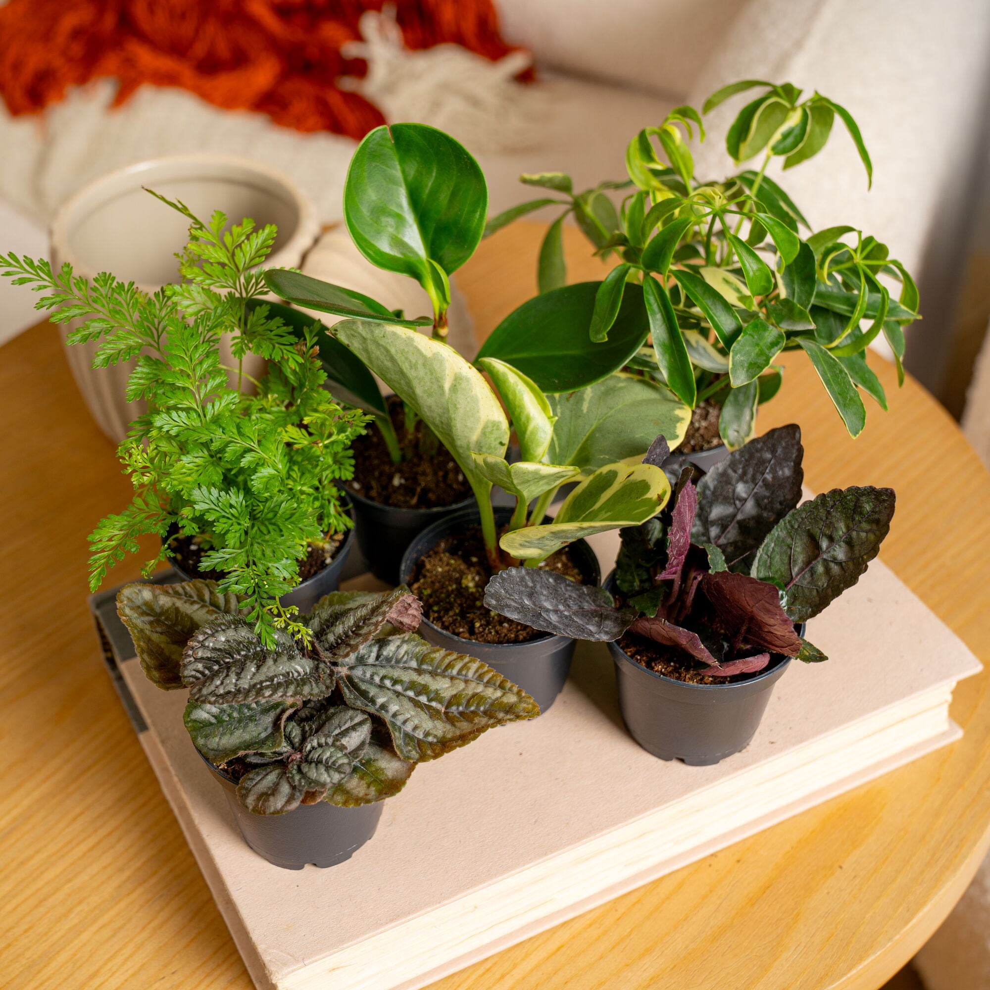 Costa Farms 4" Tiny Plants Assorted Live House Plants in 2.5" Grower Pot (6 Count)