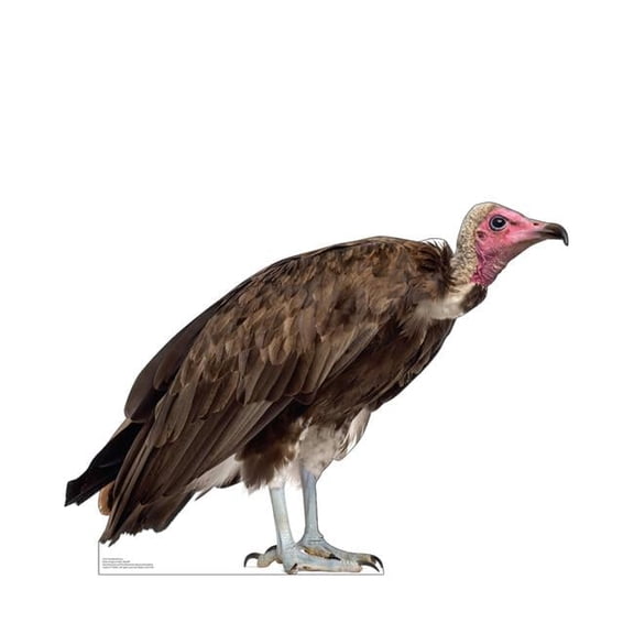27 x 36 in. Hooded Vulture Life-Size Cardboard Cutout
