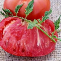 Marianna's Peace Tomato Seeds ~25 Seeds - Heirloom, Open Pollinated, Non-GMO, Farm & Vegetable Gardening Seeds
