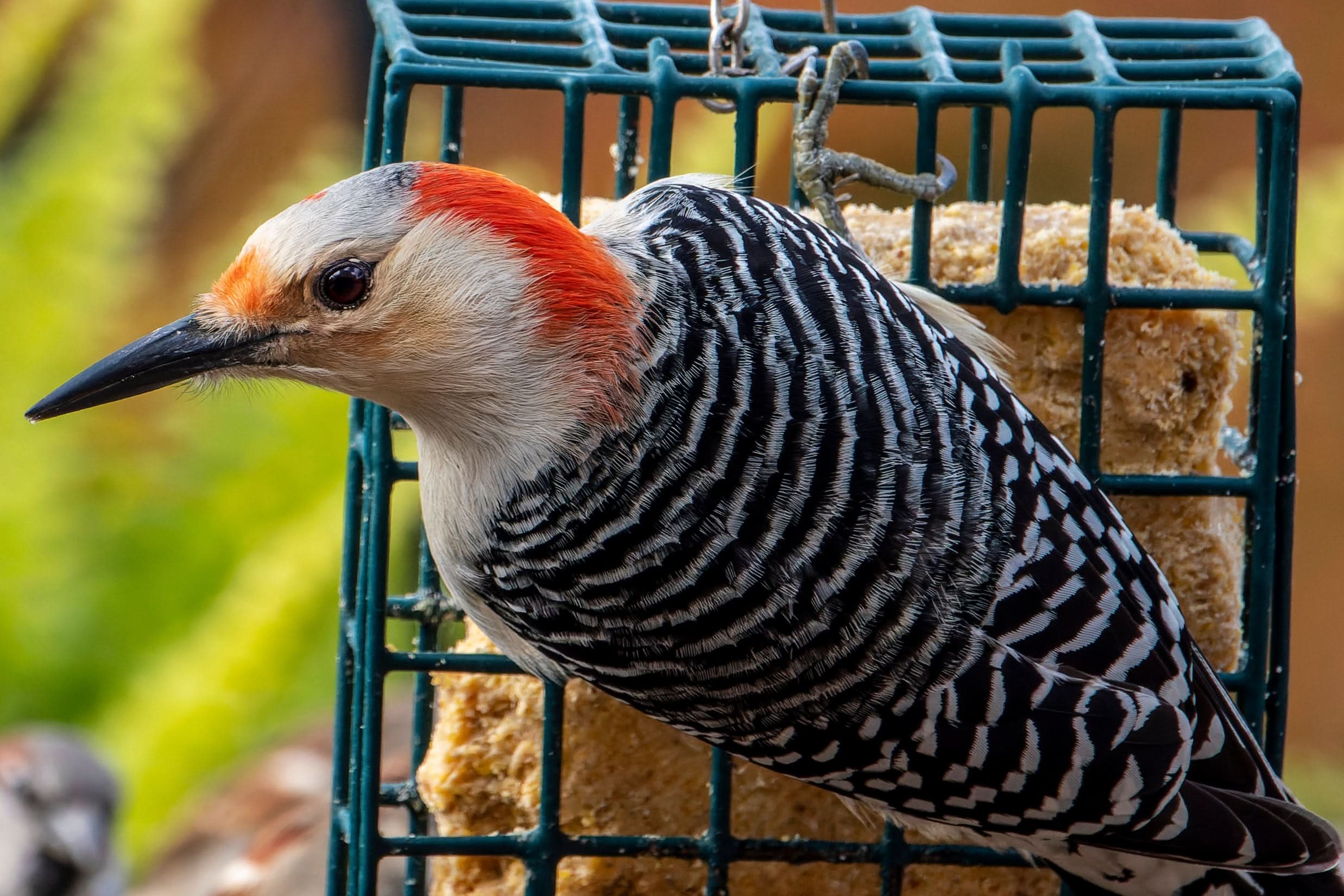 Zesty Orange Suet Plus 12-Pack by ST. ALBANS BAY