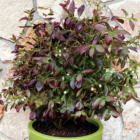 Cabernet Splash™ Blueberry Plant - Bonsai/Patio/Outdoors - 4