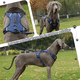 thumbnail image 3 of Pechera Arnés  Lab.G De Seguridad Para Perro AZUL MARINO talla S, 3 of 5