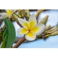 thumbnail image 2 of Engelbrecht, Jim 18x13 Gold Ornate Wood Framed with Double Matting Museum Art Print Titled - Plumeria, 2 of 4