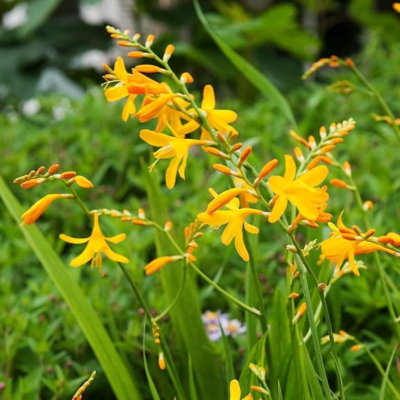 Sunglow Crocosmia Flower Bulbs - 5 Bulbs Per Pack - Grows Well in Containers - Perennializing - Deer Resistant - Good as Cut Flowers