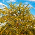 thumbnail image 5 of Brighter Blooms - Shademaster Honeylocust Tree, 6-7 ft. - No Shipping to AK, AZ, HI, 5 of 5