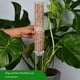 thumbnail image 4 of Billuyoard Poste pequeño de musgo para plantas, soporte compacto y eficaz para musgo verde de interior, 2 piezas Jardín y Patio Blanco, 4 of 6