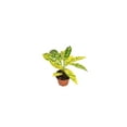 thumbnail image 2 of Gold Dust Croton - 2'' from California Tropicals, 2 of 2
