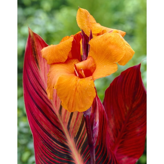 Van Zyverden Cannas Phaison Set of 3 Bulbs Orange Full Sun