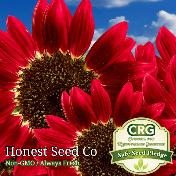 30  Red Sun Sunflower Seeds for Planting | Heirloom | Non-GMO | Garden Seeds USA