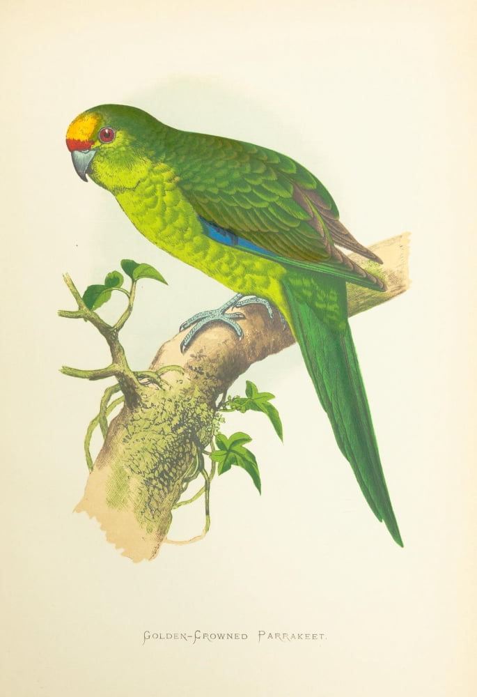 Parrots In Captivit