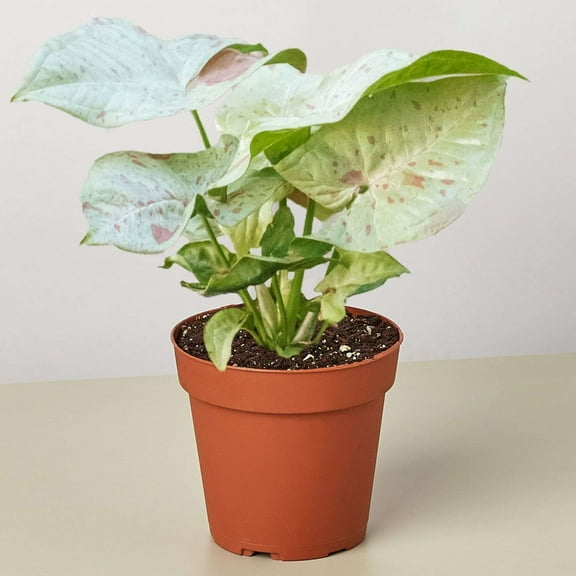 Syngonium Milk Confetti Live Plant for Indoor | Different Houseplants in 4'' & 6'' Pot | Real House Plant for Living Room, Office & Bathroom | Syngonium podophyllum | Arrowhead Plant