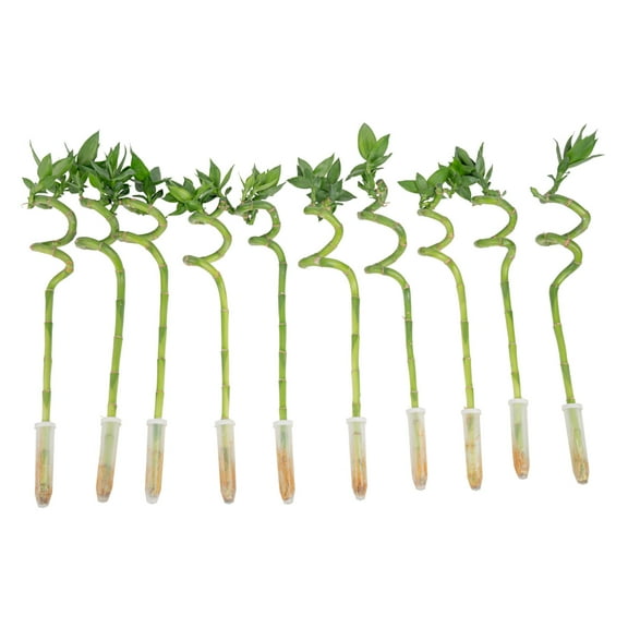 Costa Farms 10" Lucky Bamboo Spiral Stalks, Low Indirect Sunlight, Indoor Live House Plants, 10-Pk