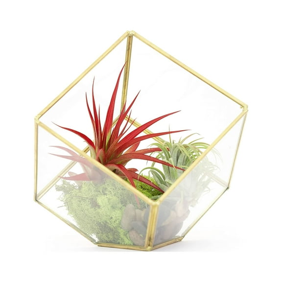 Heptahedron Geometric Glass Terrarium Kit with Red Abdita and Ionantha - Air Plant Tillandsia Holder - Live Tillandsia Succulent House Plant - Home and Garden Decor - Easy Care Indoor Outdoor Plants