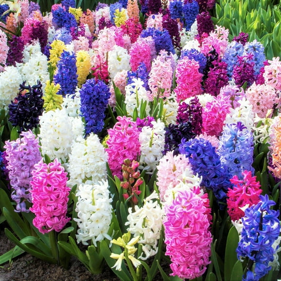 Easy to Grow Hyacinth Fragrant Path Mix 20 Plant Bulbs, Spring Flower Zones 4-8