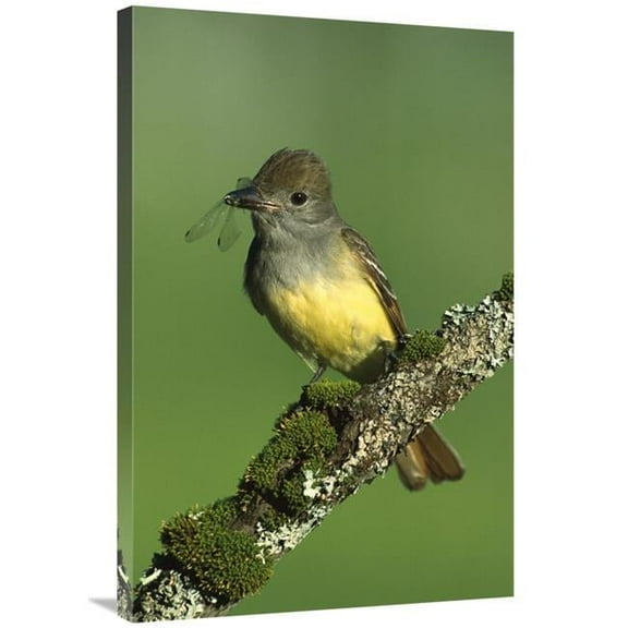 24 x 36 in. Great Crested Flycatcher with Insect, Adirondack Mountains, New York Art Print - Tom Vezo