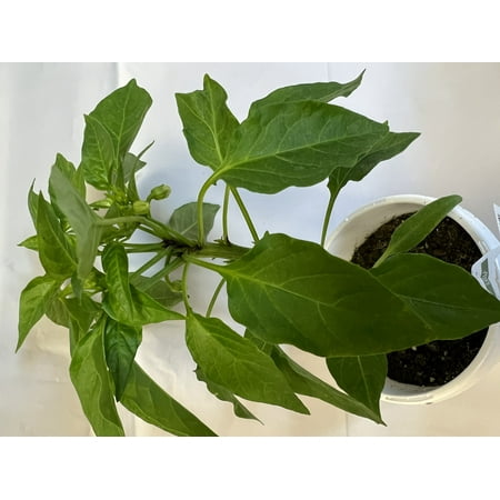 Proven Winner 1.56 PT Multicolor PEPPER FIRE AWAY (1pack) Grower pot