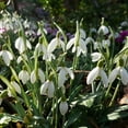 thumbnail image 2 of Van Bourgondien White Flowering Snowdrops Dormant Flower Bulbs, Set of 25 bulbs, 2 of 3