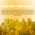 thumbnail image 4 of Lynwood Gold Forsythia Shrub, Forsythia Lynwood Gold Dormant Bush, 4 to 7 inches Tall in 4'' Pot for Growing, 4 of 6