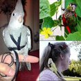 thumbnail image 5 of Bird Adjustable Harness Leash, Parrot Anti-bite Training Rope Outdoor Flying Traction Straps Band(2pcs,red), 5 of 5