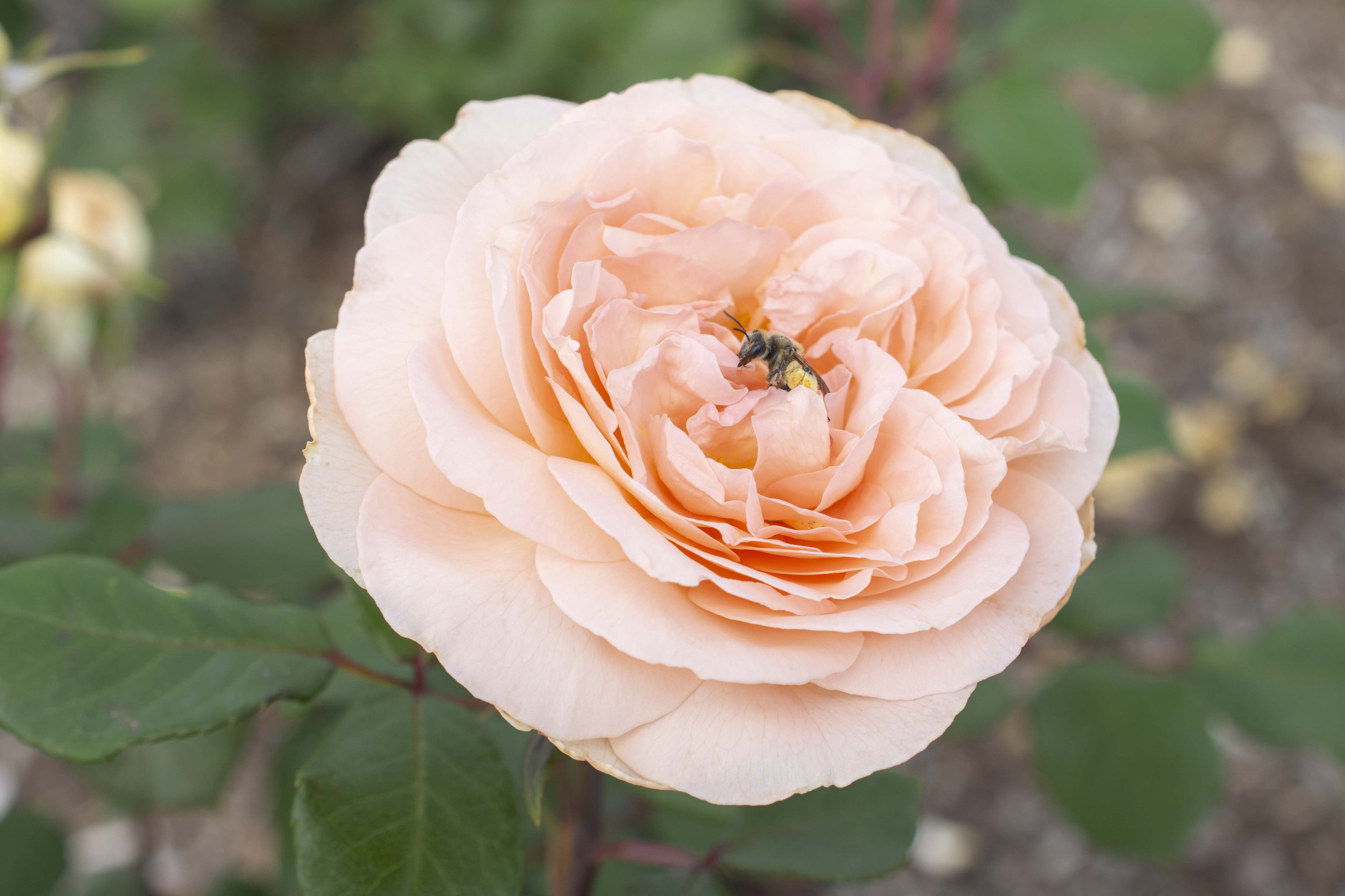 Scentables™ Parfuma® Bliss Hybrid Tea Rose - Peach Blooms - Live Plants - 2 Piece