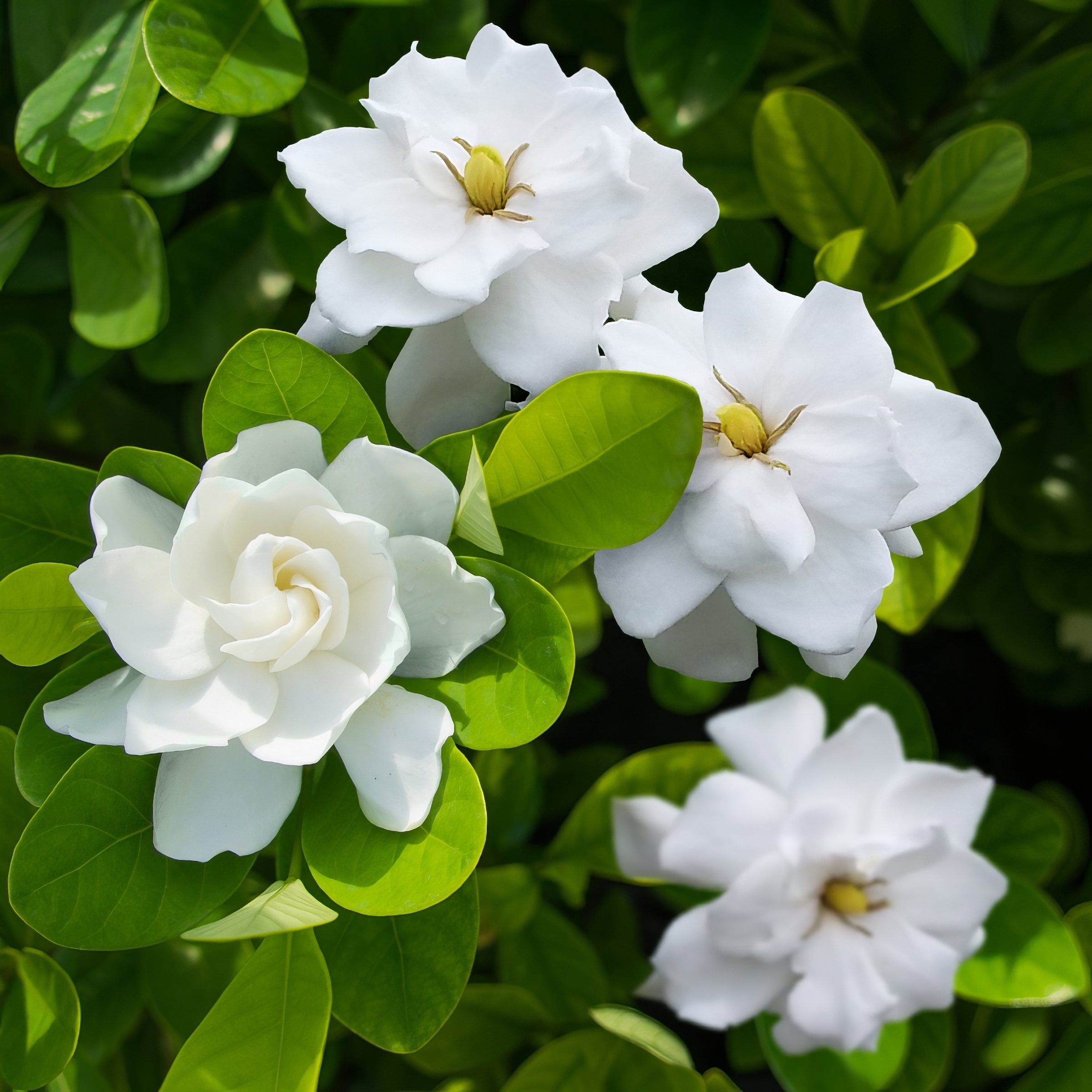National Plant Network 3 gal. Gardenia Steady As She Goes Live Shrub