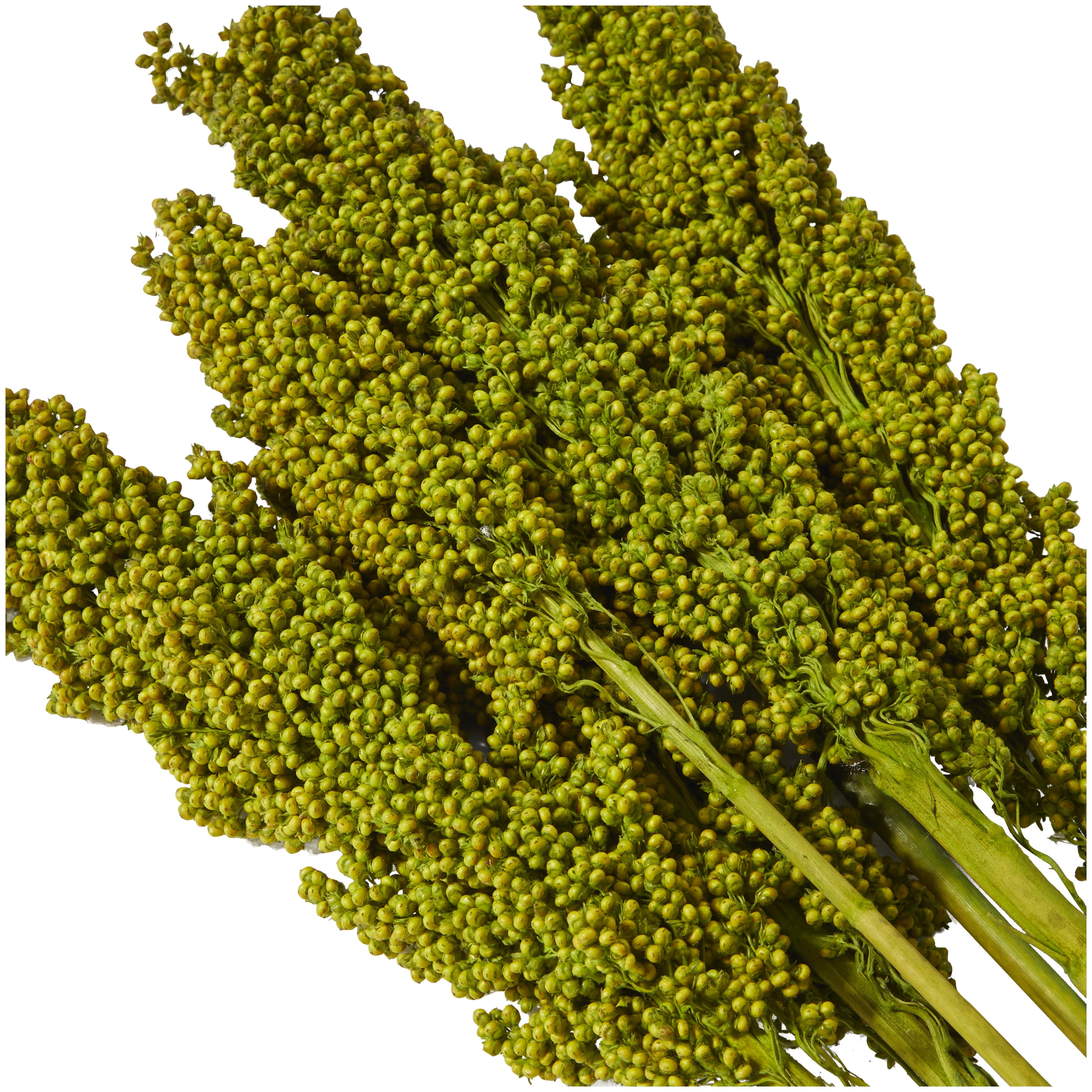 30" Dried Plant Natural Foliage Corn Maze Bouquet with Long Stems, by DecMode