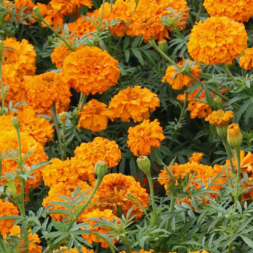 Outsidepride Marigold Orange - 2000 Seeds - Walmart.com