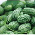thumbnail image 2 of HJADGG Cucamelon Mouse Melon Seeds-50 Seeds Seeds, 2 of 5