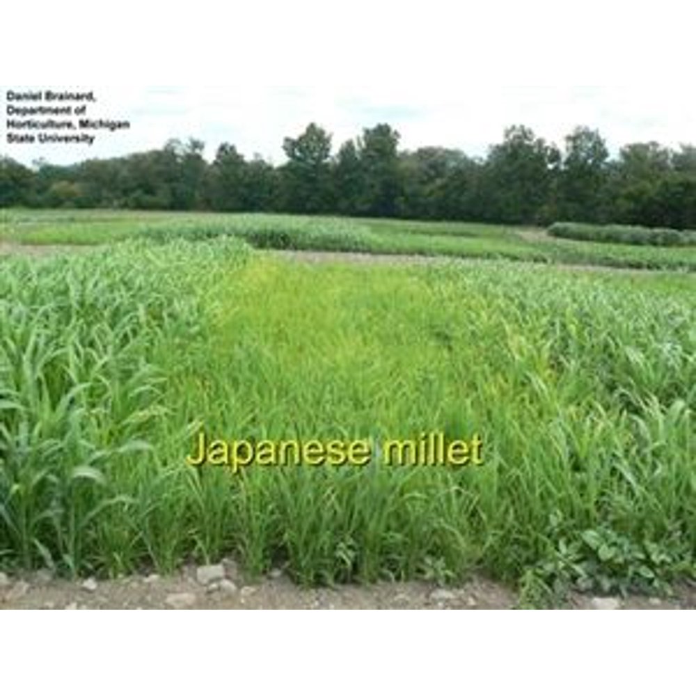 SeedRanch Japanese Millet Seed 20 Lbs.