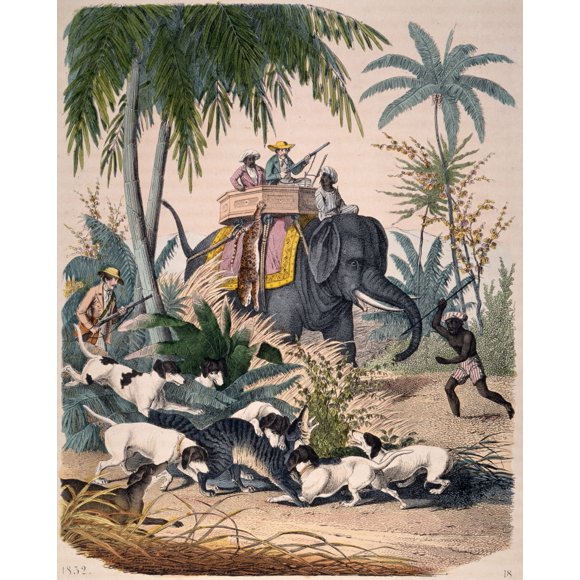 Hunting: Big Game, 1852. /Nhunting The Civet Cat. Engraving, English, 1852. Poster Print by  (24 x 36)