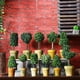 thumbnail image 4 of , Planta , Flor, Mini Bonsais Con Maceta, Decoración Interior Para Libre 7, 4 of 9