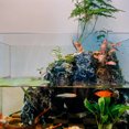 thumbnail image 2 of Adorno de pesca de gatito Adorno de pesca de gatito, tanque de gatito, decoración de paisajismo para decoración de hogar y oficina, 2 of 3