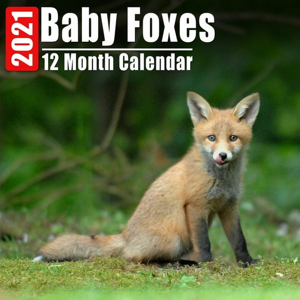 Calendrier 21 Baby Foxes Mini Photos Calendrier Bebe Renard Et Organisateur Mensuel Avec Citations Inspirantes Chaque Mois Paperback Walmart Com Walmart Com