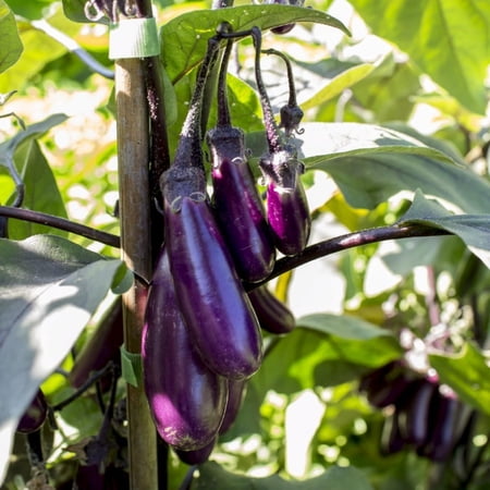 Purple Eggplant Plant in 4" Pot, 4-7" Tall Eggplant Vegetable Plants, Well Rooted, Eggplants Seedling for Home Garden Growing