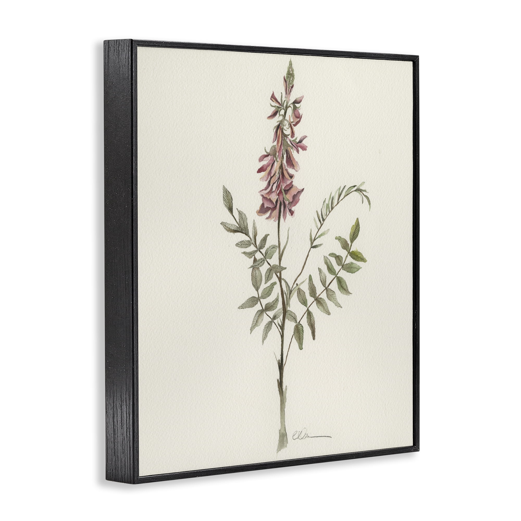 Stupell Industries Nature's Delicate Herb Sprig Black Framed Giclee Art, design by Cady Driver