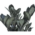 thumbnail image 3 of 22" Tall Raven ZZ Plant, Medium Indirect Sunlight, Indoor Live House Plants, Decor Pot, 3 of 9