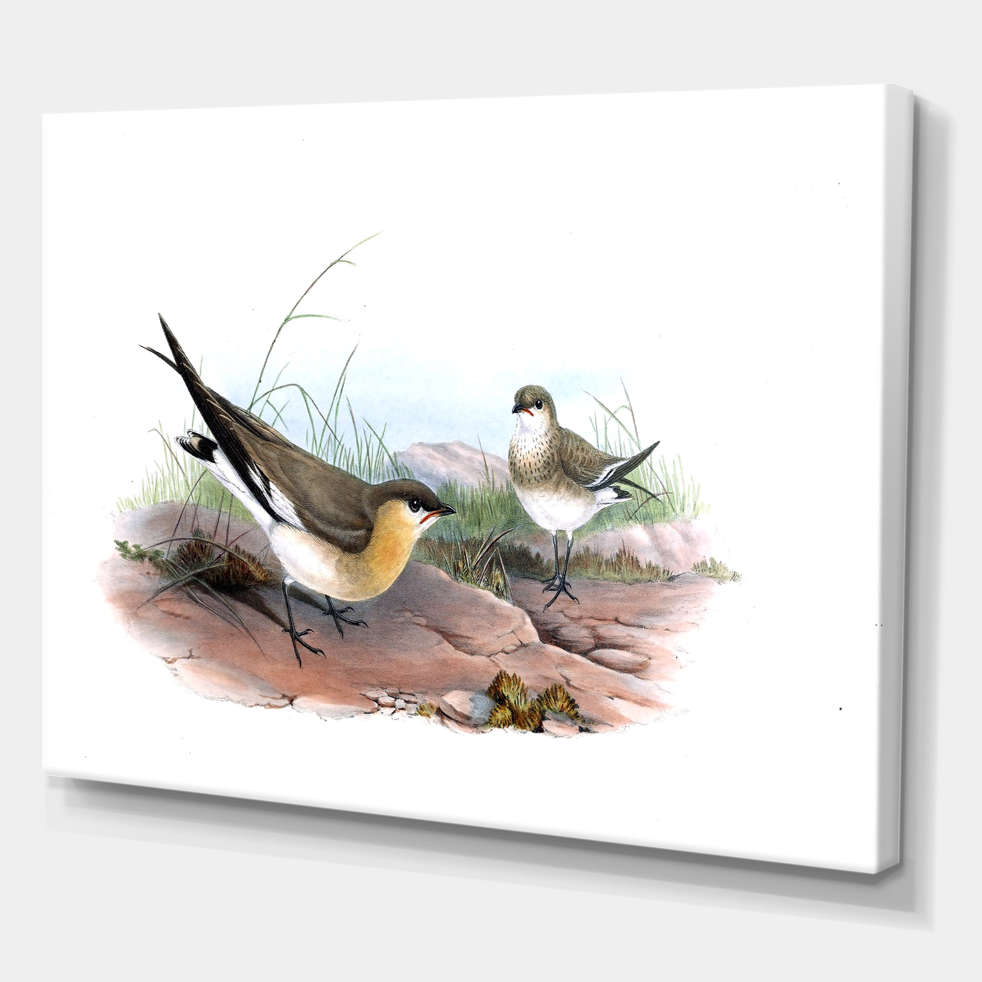 Designart ' Ancient Bird Illustration II ' Farmhouse Canvas Wall Art Print