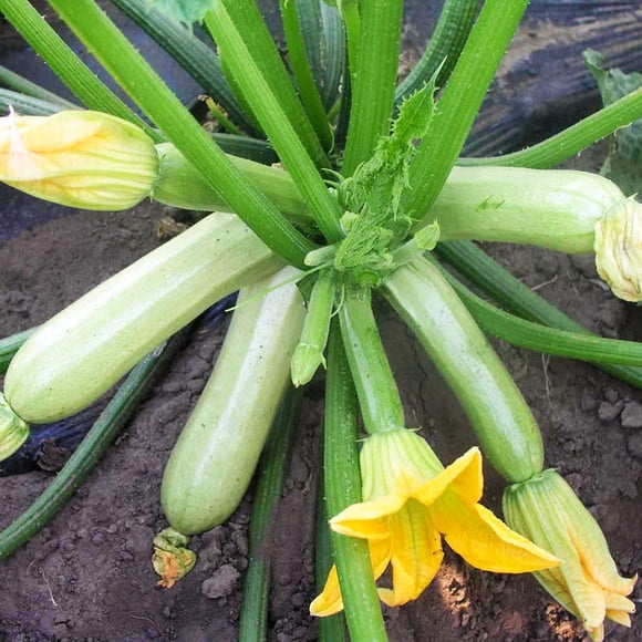 GSDWIUEW 30+ Courgettes Courgette Buisson Géant-Légume Blanchâtre
