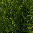 thumbnail image 4 of Thuja Plicata 'Green Giant' Arborvitae - 3 Live Quart Size Plants - Live Evergreen Privacy Tree, 4 of 9
