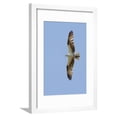 thumbnail image 1 of Osprey Flying Framed Print Wall Art by Hal Beral Sold by Art.Com, 1 of 5