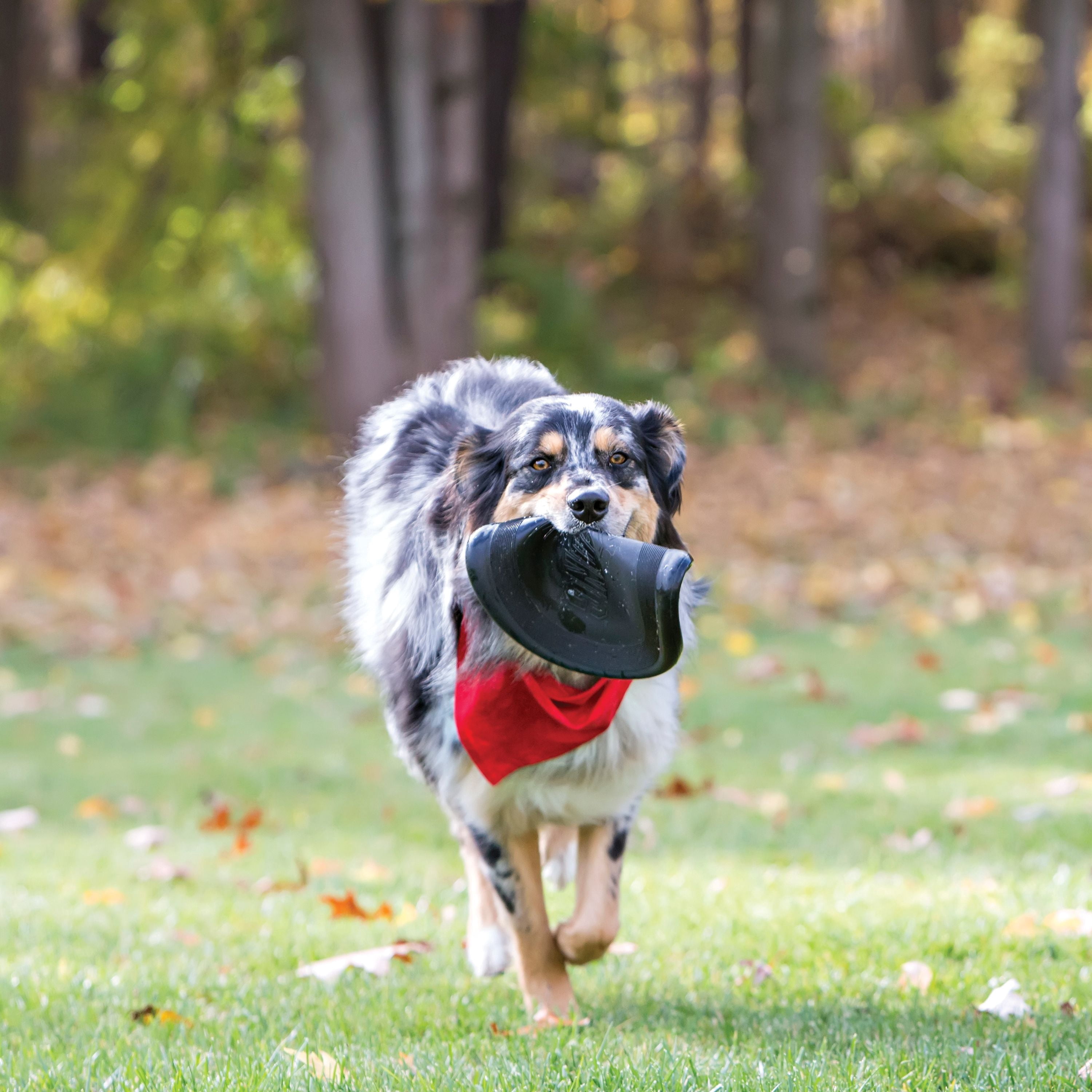 KONG® Extreme Flyer Disc for Power Chewers, Large, for Dogs Between 30-65 lbs