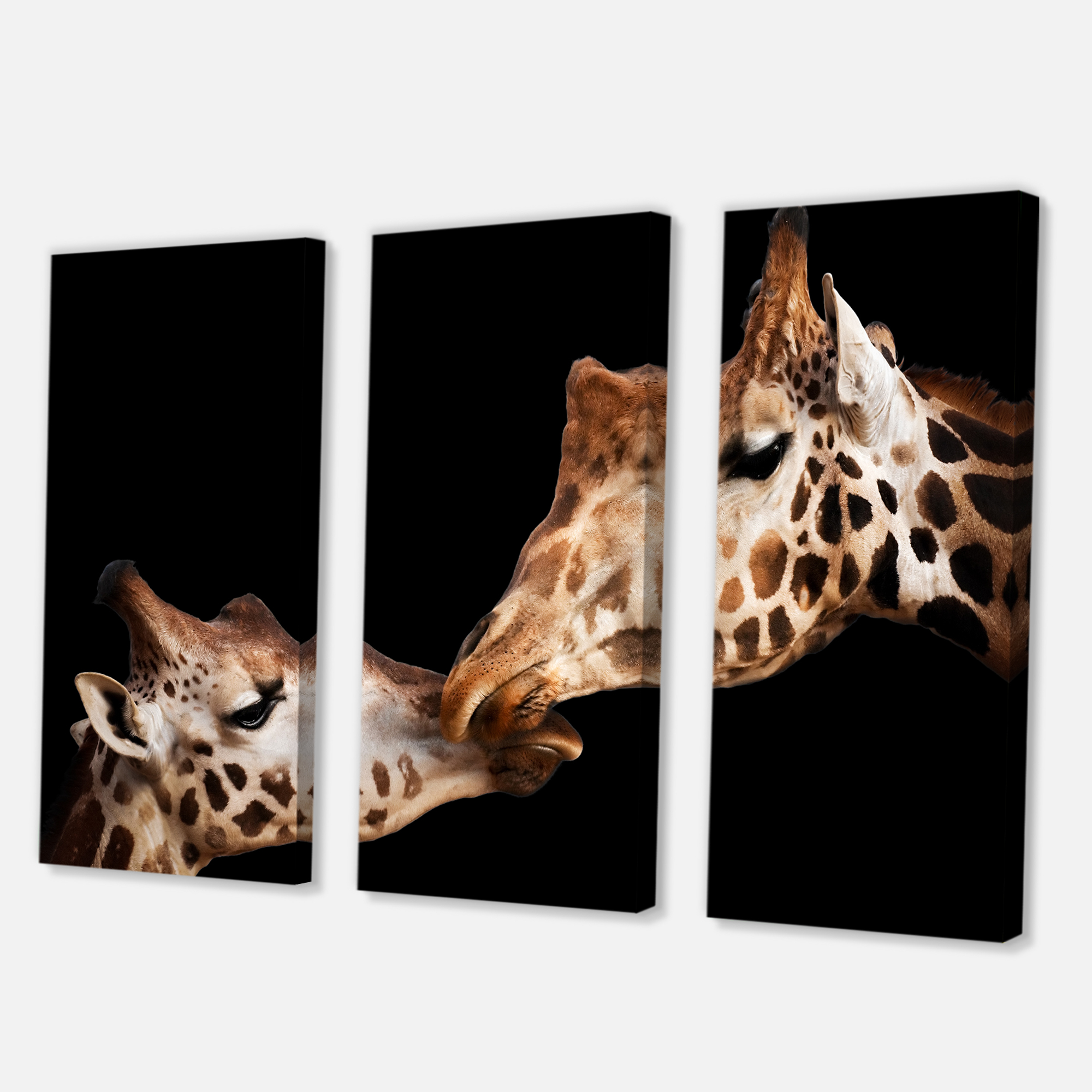 Close UP Of Two Giraffes Kissing II 28 in x 36 in Photography Canvas Art Print, by Designart