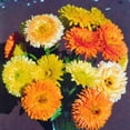 thumbnail image 3 of TomorrowSeeds - Pacific Beauty Mix Calendula Seeds - 9000+ Count - For 2026 Planting English Garden, 3 of 7