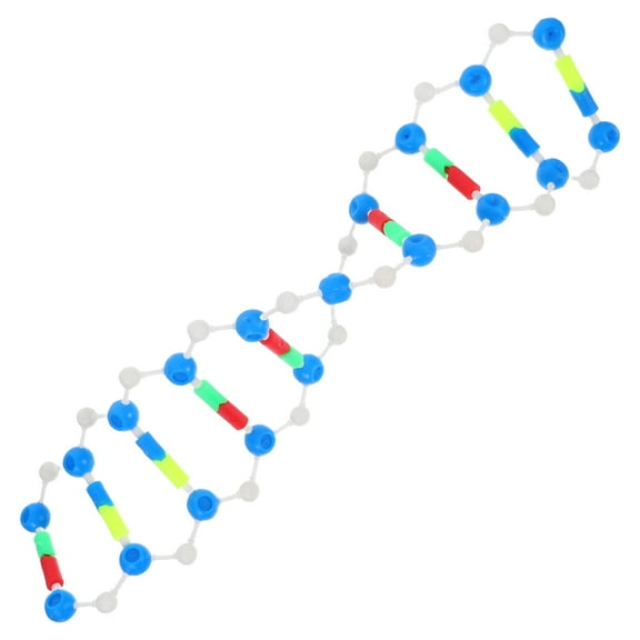 Practical Science Class Dna Model Double Strand Model For Gene Structure And Variation For Biology Experiments Education