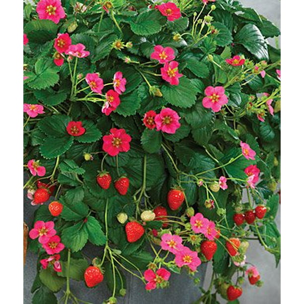 Toscana strawberry plant care