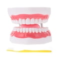 thumbnail image 1 of Shisuyan 1pc Tooth Aid For Teeth Cleaning With Toothbrush For Education And Brushing Demonstration Safe And Plaything, 1 of 9