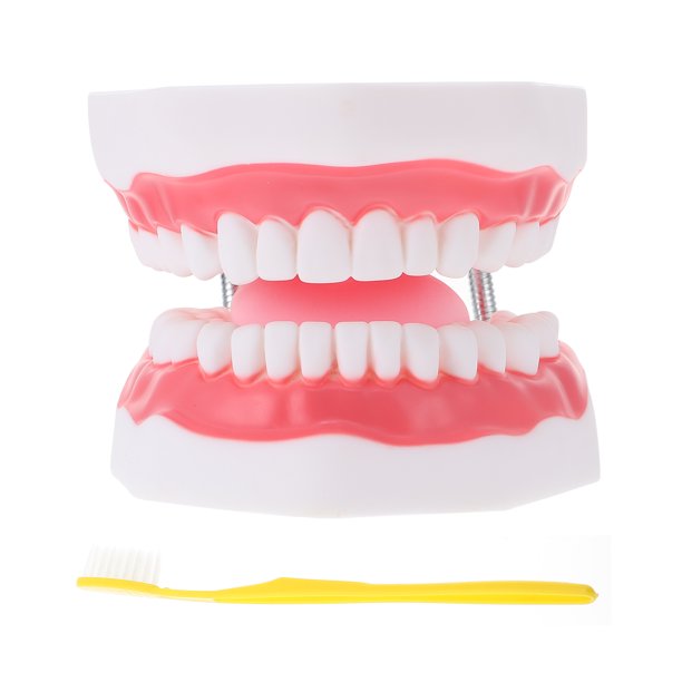 1 modelo de dientes médicos, material didáctico educativo para odontología para niños con cepillo de dientes