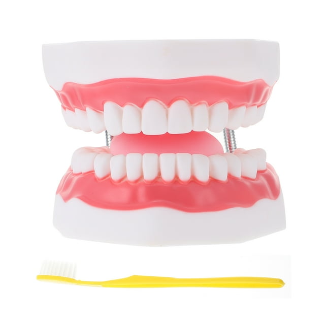 Shisuyan 1pc Tooth Aid For Teeth Cleaning With Toothbrush For Education And Brushing Demonstration Safe And Plaything