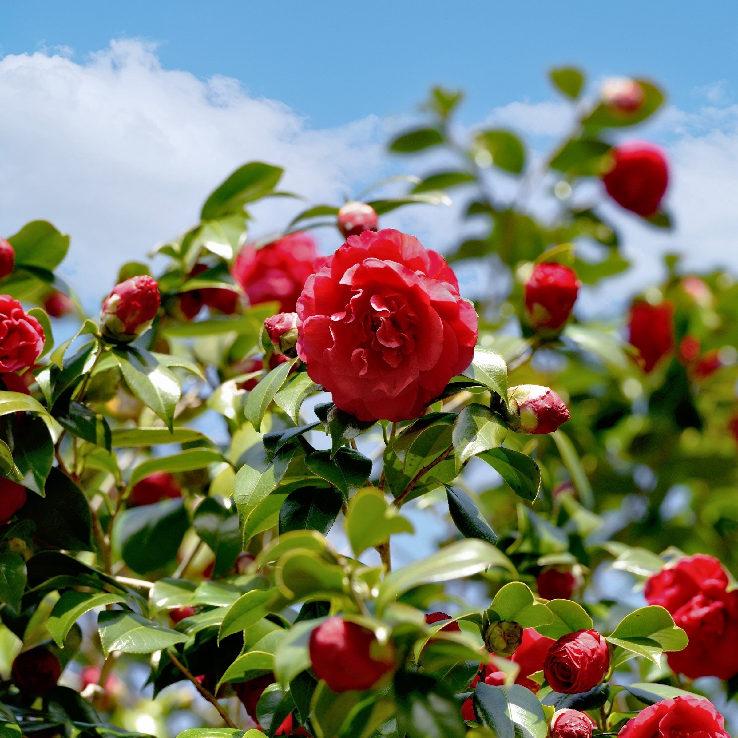 National Plant Network 3 gal. Camellia Kramer Supreme Live Shrub