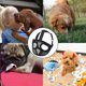 thumbnail image 4 of Bozal para perro con hocico corto, ajustable, de malla transpirable, antimordeduras y antimordeduras para bulldog francés inglés, 4 of 5